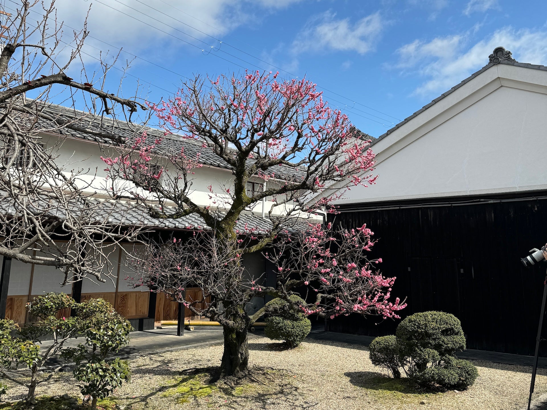 Plum blossoms are blooming now in Kobaien.