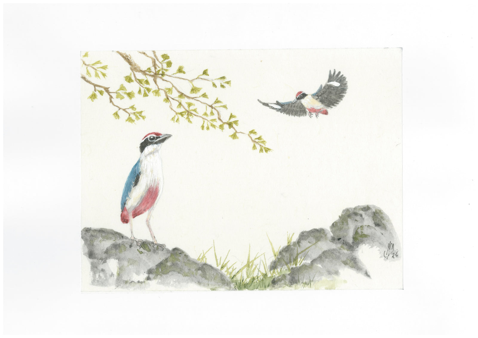 Shiro-mashi pure handmade Echizen washi paper by Heizaburo Iwano Paper Studio ( 12 Sheets )  岩野平三郎製紙所 白麻紙